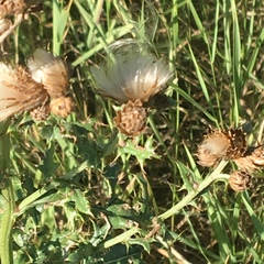 Cirsium
