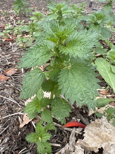 iNaturalist observation photo of Dwarf Nettle