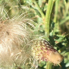 Cirsium arvense