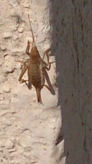 Arachnocephalus vestitus