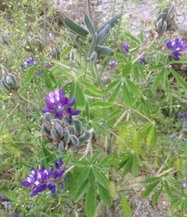 Lupinus montanus