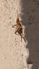 Arachnocephalus vestitus