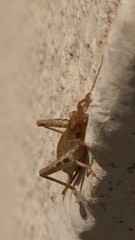 Arachnocephalus vestitus