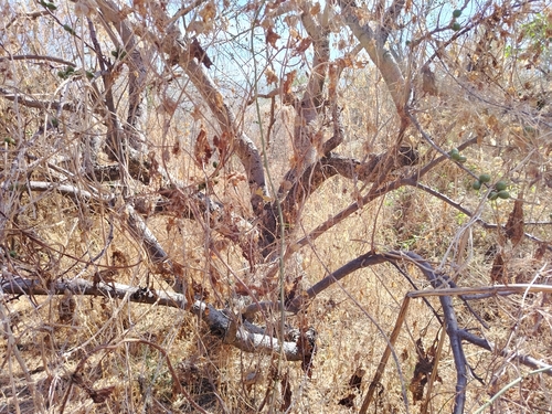 Image of Spondias purpurea by (c) Carlos Martínez, some rights reserved (CC BY)