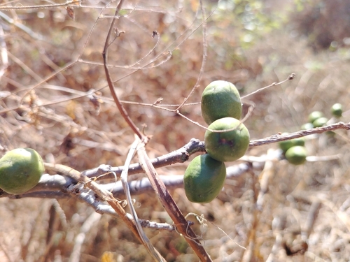 Image of Spondias purpurea by (c) Carlos Martínez, some rights reserved (CC BY)