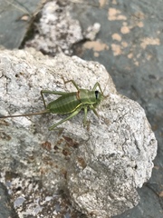 Ephippiger terrestris