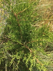 Juniperus