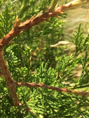 Juniperus