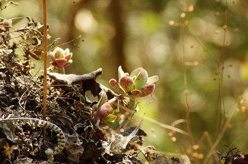 Echeveria carminea