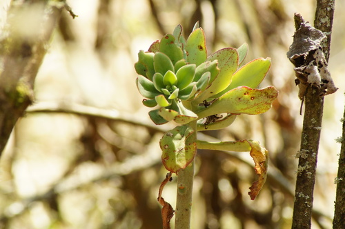Echeveria carminea