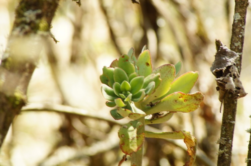 Echeveria carminea