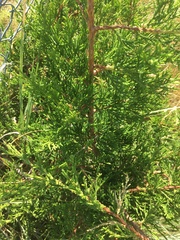 Juniperus