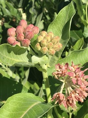 Asclepias speciosa