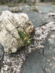 Ephippiger terrestris