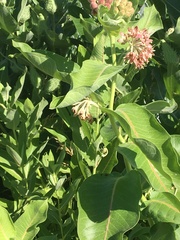 Asclepias speciosa