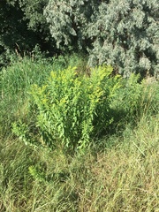Solidago gigantea