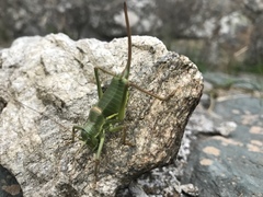 Ephippiger terrestris