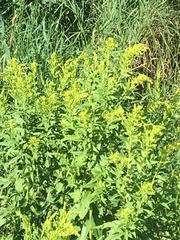Solidago