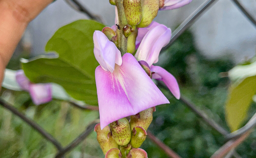 Foto de Feijão-de-porco