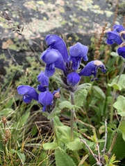 Dracocephalum grandiflorum