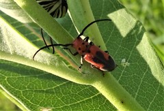 Tetraopes melanurus