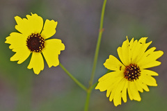 Coreopsis leavenworthii