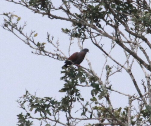 Eastern Bronze-naped Pigeon (Columba delegorguei), photo 4