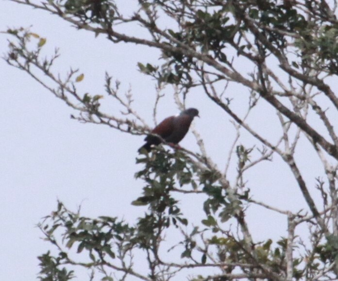 Eastern Bronze-naped Pigeon (Columba delegorguei), photo 4