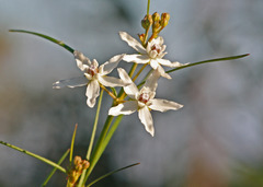 Asclepias feayi