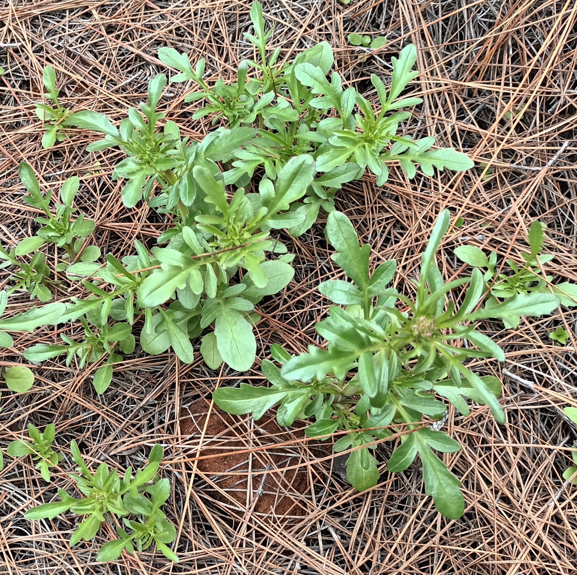 Valeriana española