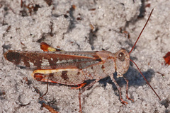 Spharagemon marmorata