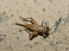 Acheta domesticus