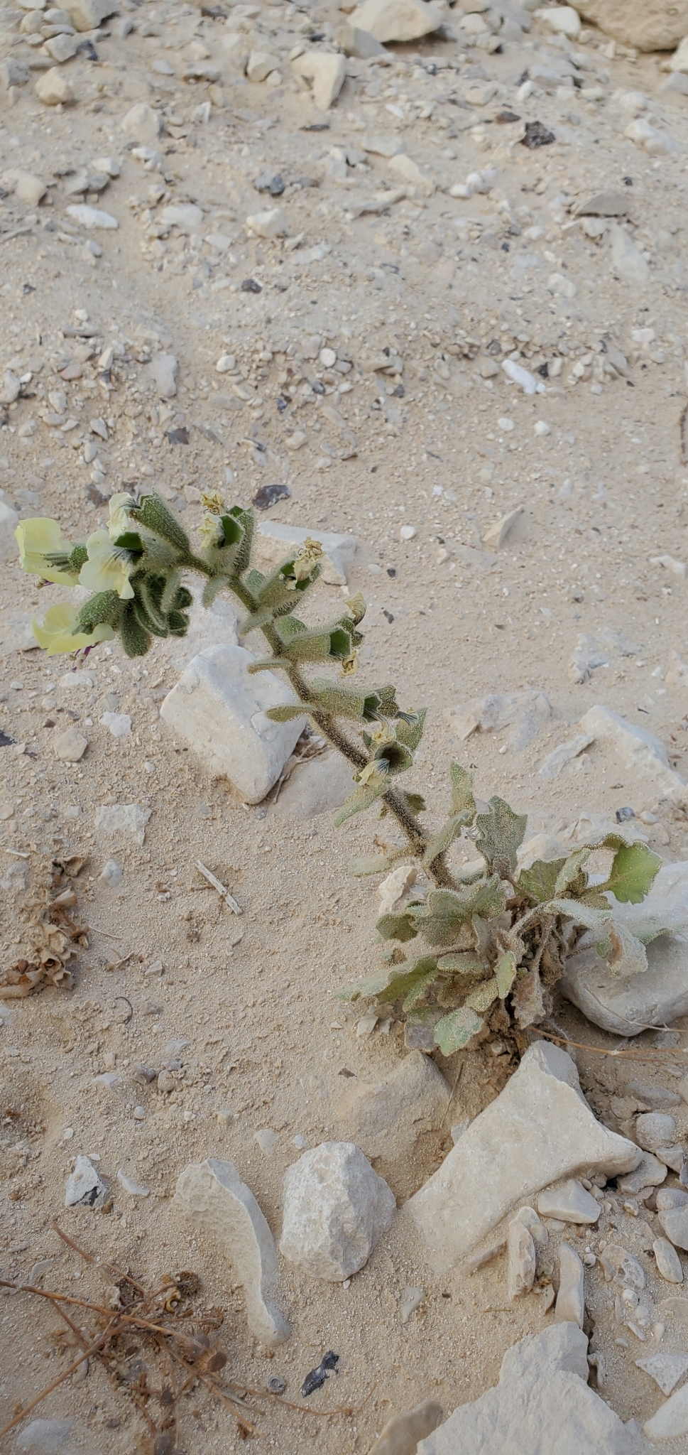 Desert Henbane (Hyoscyamus desertorum)