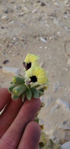 Image of Hyoscyamus desertorum by (c) Mitch Van Dyke, some rights reserved (CC BY)