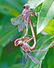 Arigomphus pallidus