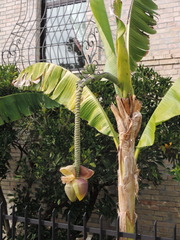 Musa basjoo