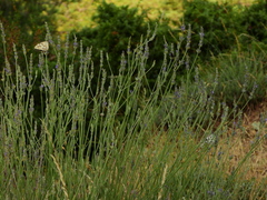 Lavandula angustifolia
