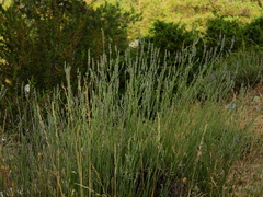 Lavandula angustifolia