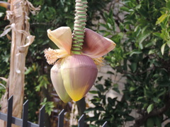 Musa basjoo