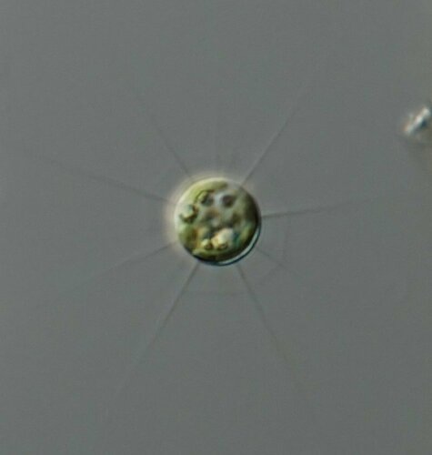Golenkinia