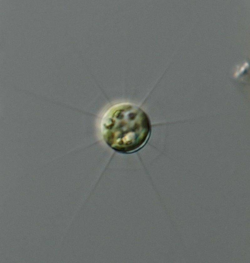 Golenkinia