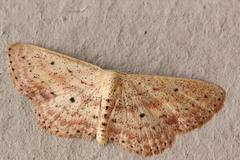 Scopula aemulata