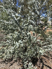 Eucalyptus gamophylla