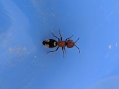Mutilla quinquemaculata