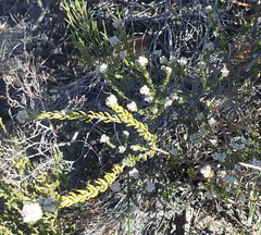 Phylica purpurea pearsonii