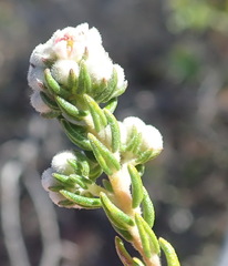 Phylica purpurea pearsonii