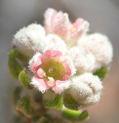 Phylica purpurea pearsonii