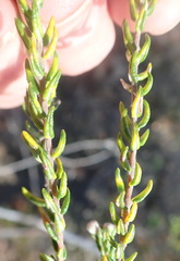 Phylica purpurea pearsonii