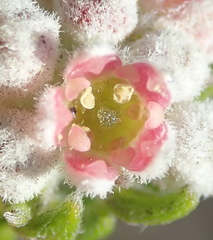 Phylica purpurea pearsonii