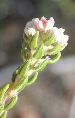 Phylica purpurea pearsonii